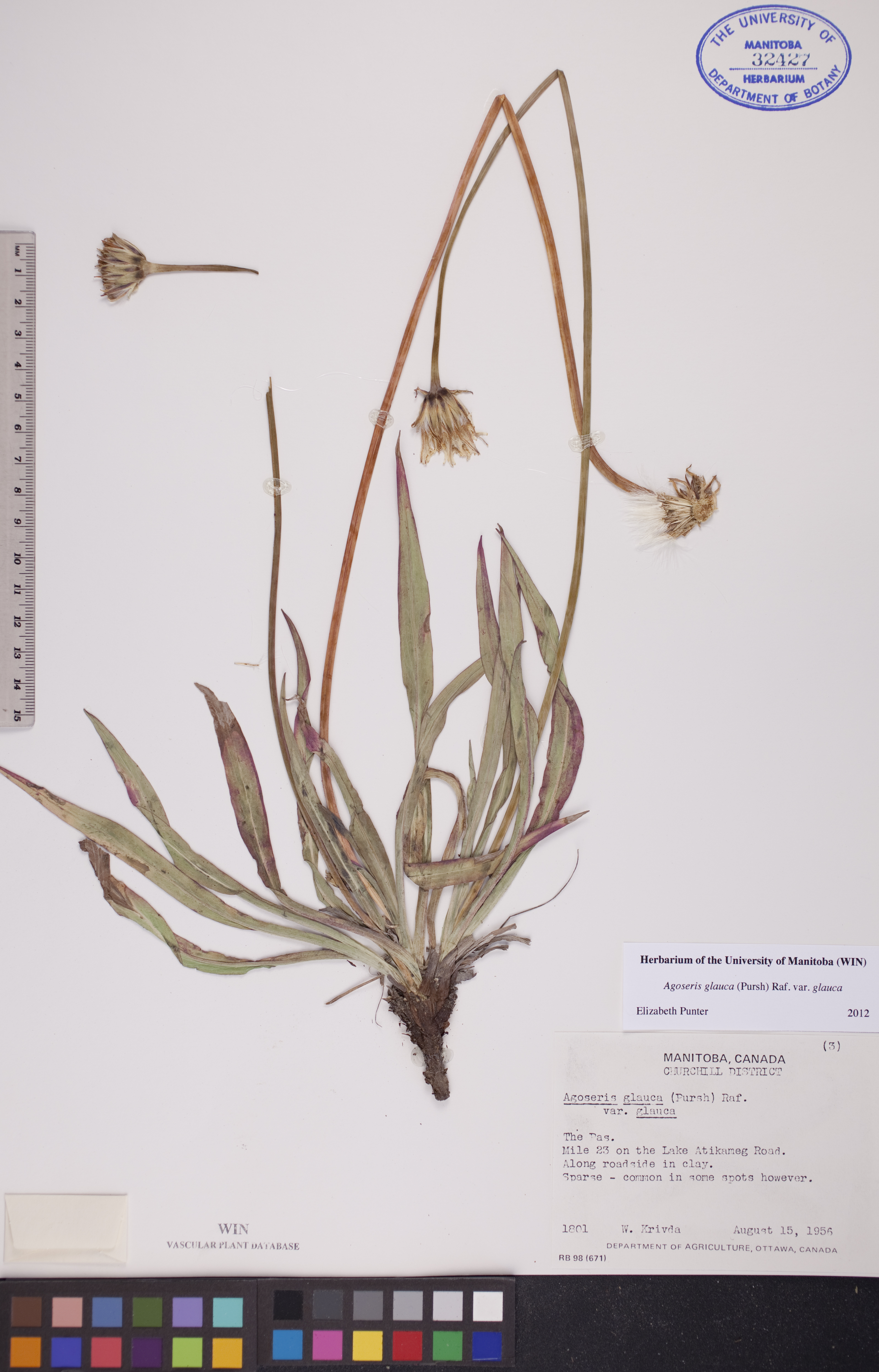 Agoseris glauca var. glauca image